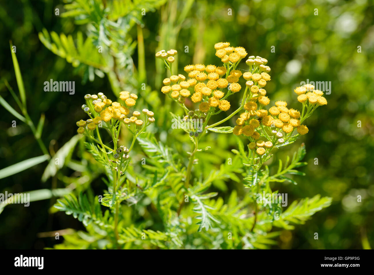 Tansy (Tanacetum vulgare), chiamato anche tansy comune, pulsanti di amaro, mucca amaro, o bottoni oro, crescendo in prossimità di un lago in K Foto Stock