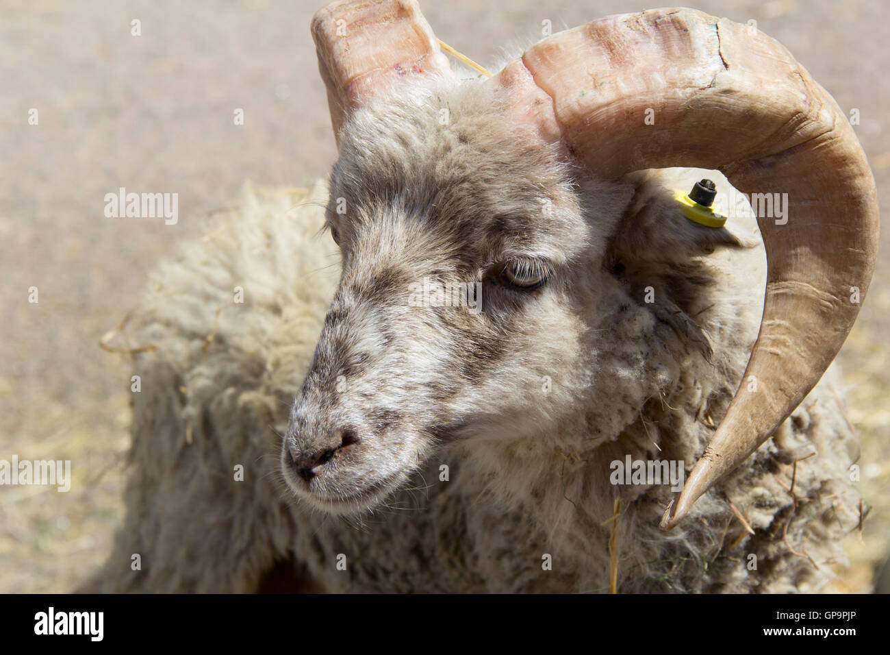 Ram con grandi corna. foto Foto Stock