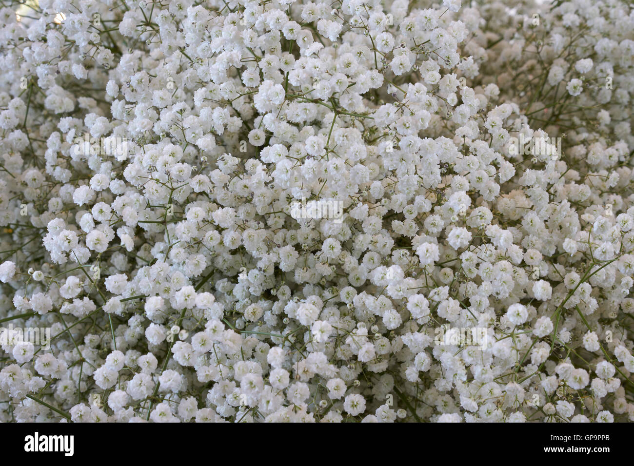 Molti white Gypsophila fiori come uno sfondo floreale Foto Stock