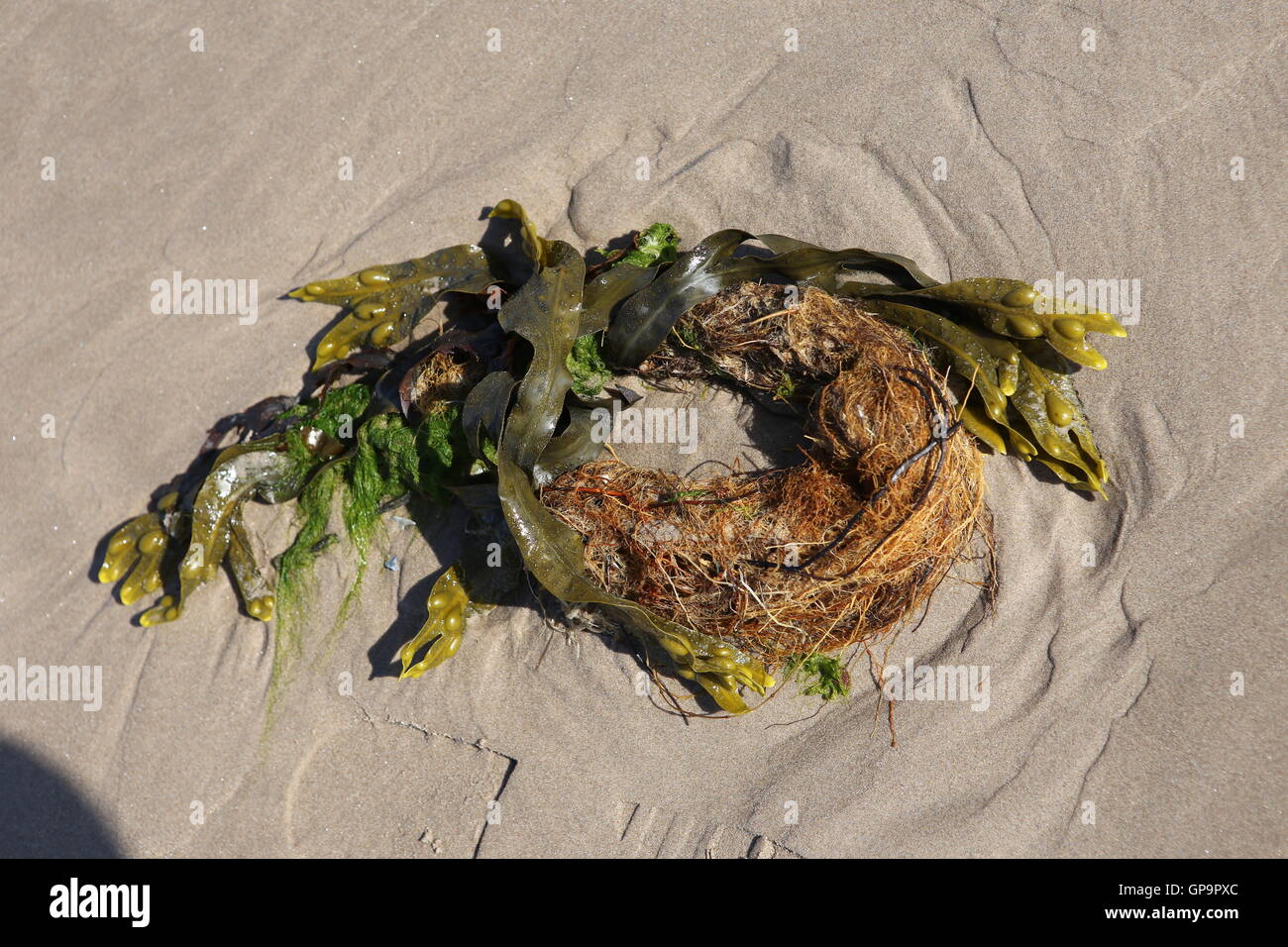 Cerchio di alghe sulla sabbia bagnata vicino al mare - Costa Nord Est dell' Inghilterra - mare del Nord - Bassa Marea Foto Stock
