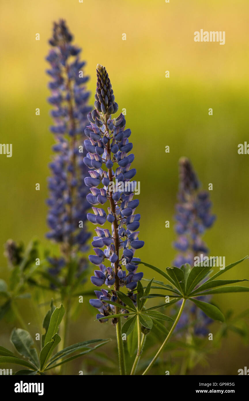 Lupino (Lupinus L.) crescente in Poleski parco nazionale in Polonia Foto Stock
