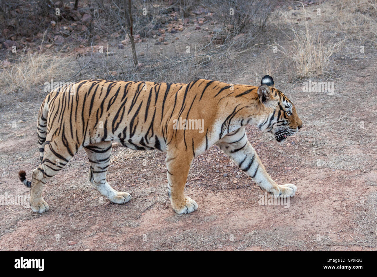 Tigre del Bengala machali aggirava a Ranthambhore foresta, Rajasthan (Panthera Tigris) Foto Stock