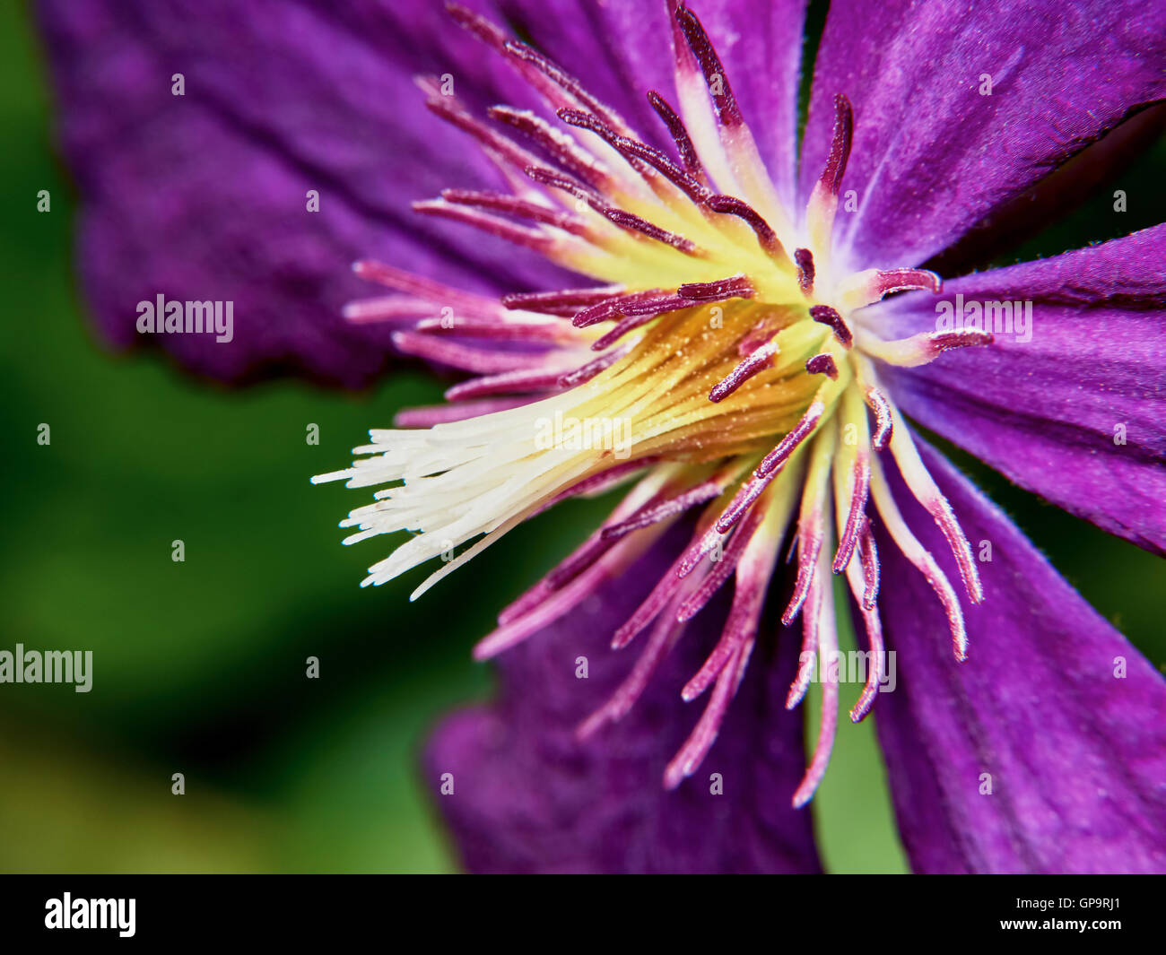 Closeup viola clematis fiore in giardino Foto Stock