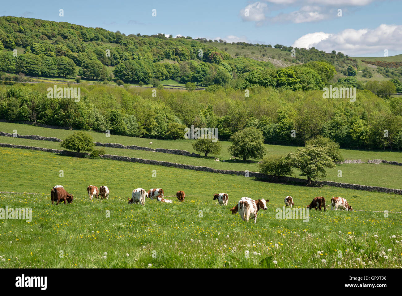 Mucche al pascolo nella campagna inglese e su un inizio di giornata d'estate. Campi verdi e boschi nei pressi di Bakewell nel Derbyshire. Foto Stock