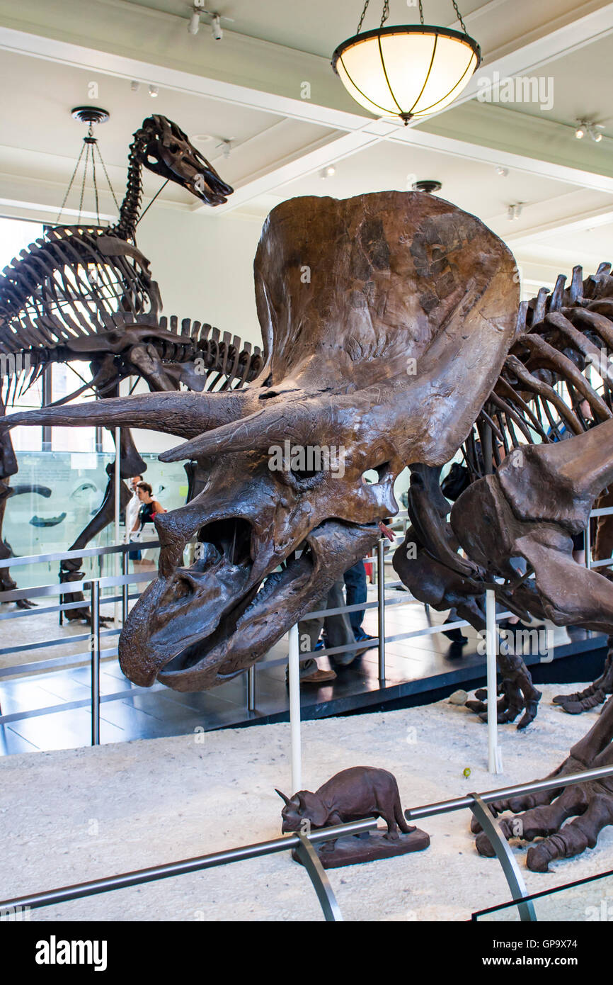 NEW YORK, Stati Uniti d'America - 1 agosto 2016: dettaglio dal Museo Americano di Storia Naturale di New York. Museo è stabilito a 1869 e a Foto Stock