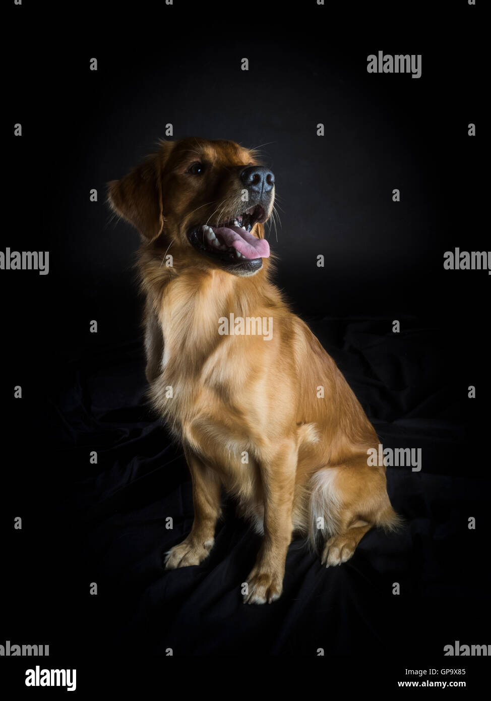 Il Golden Retriever Foto Stock