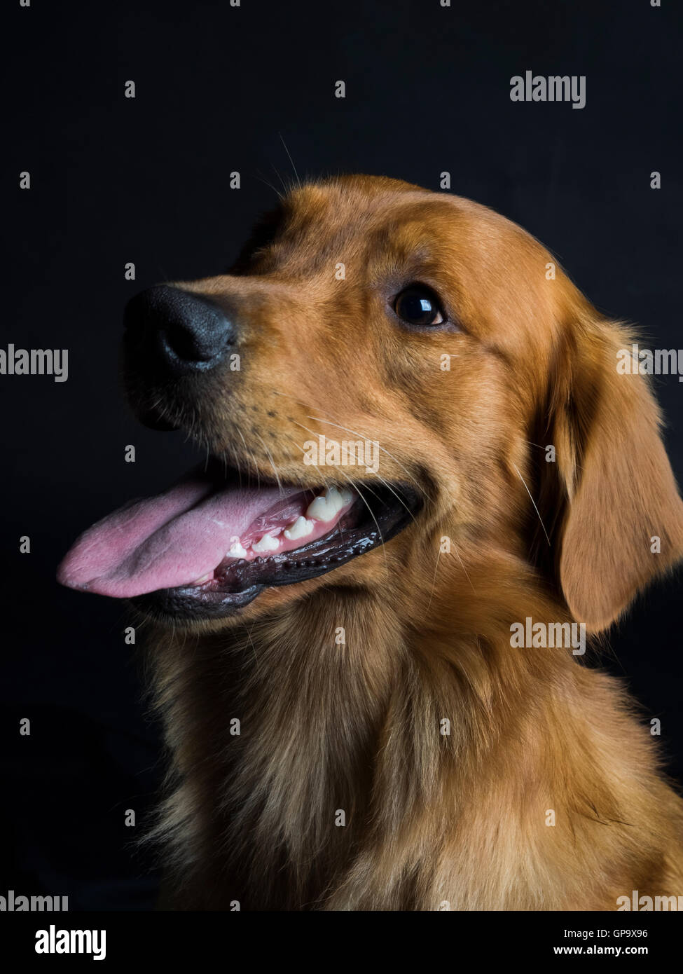 Il Golden Retriever Foto Stock