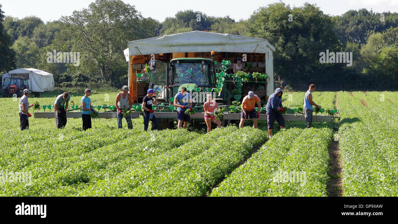 I lavoratori agricoli picking il coriandolo e il caricamento su un trasportatore Foto Stock