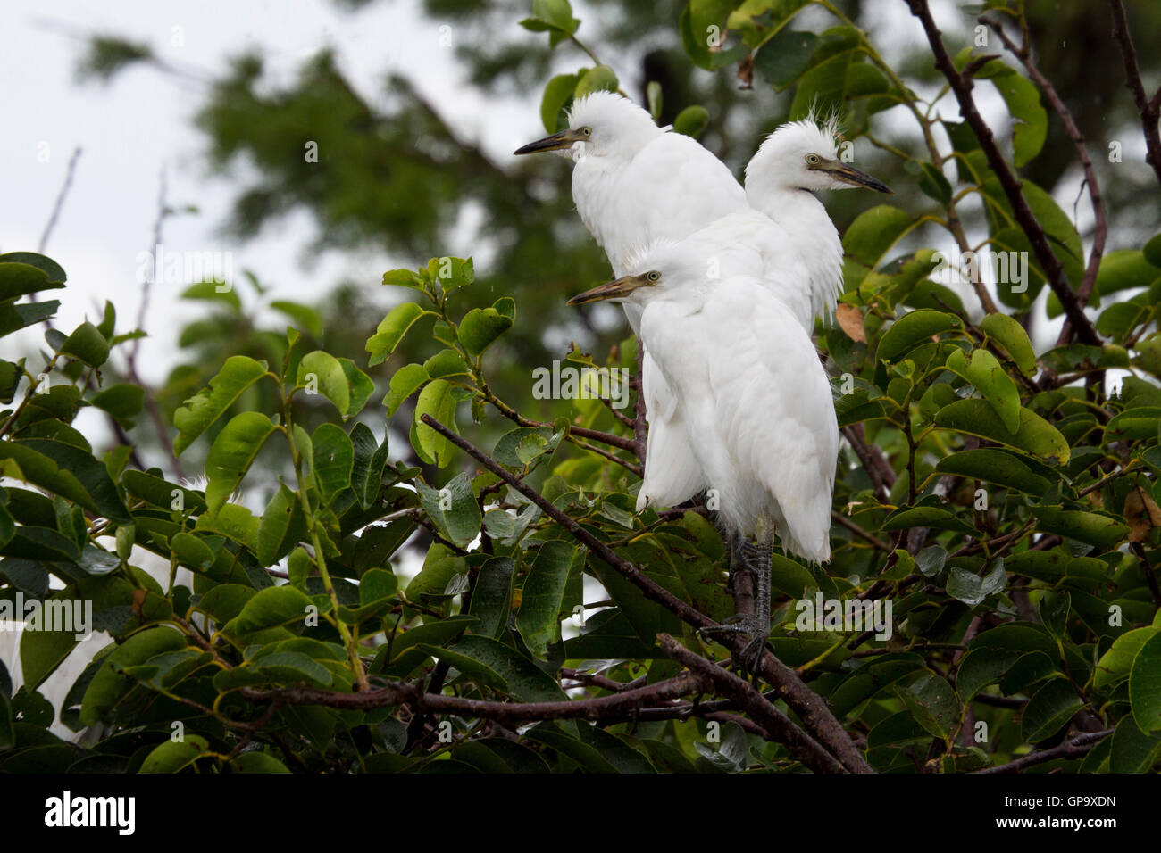 Tre airone guardabuoi Pulcini di stare in piedi insieme sotto la pioggia a loro colonia nidificazione. Foto Stock