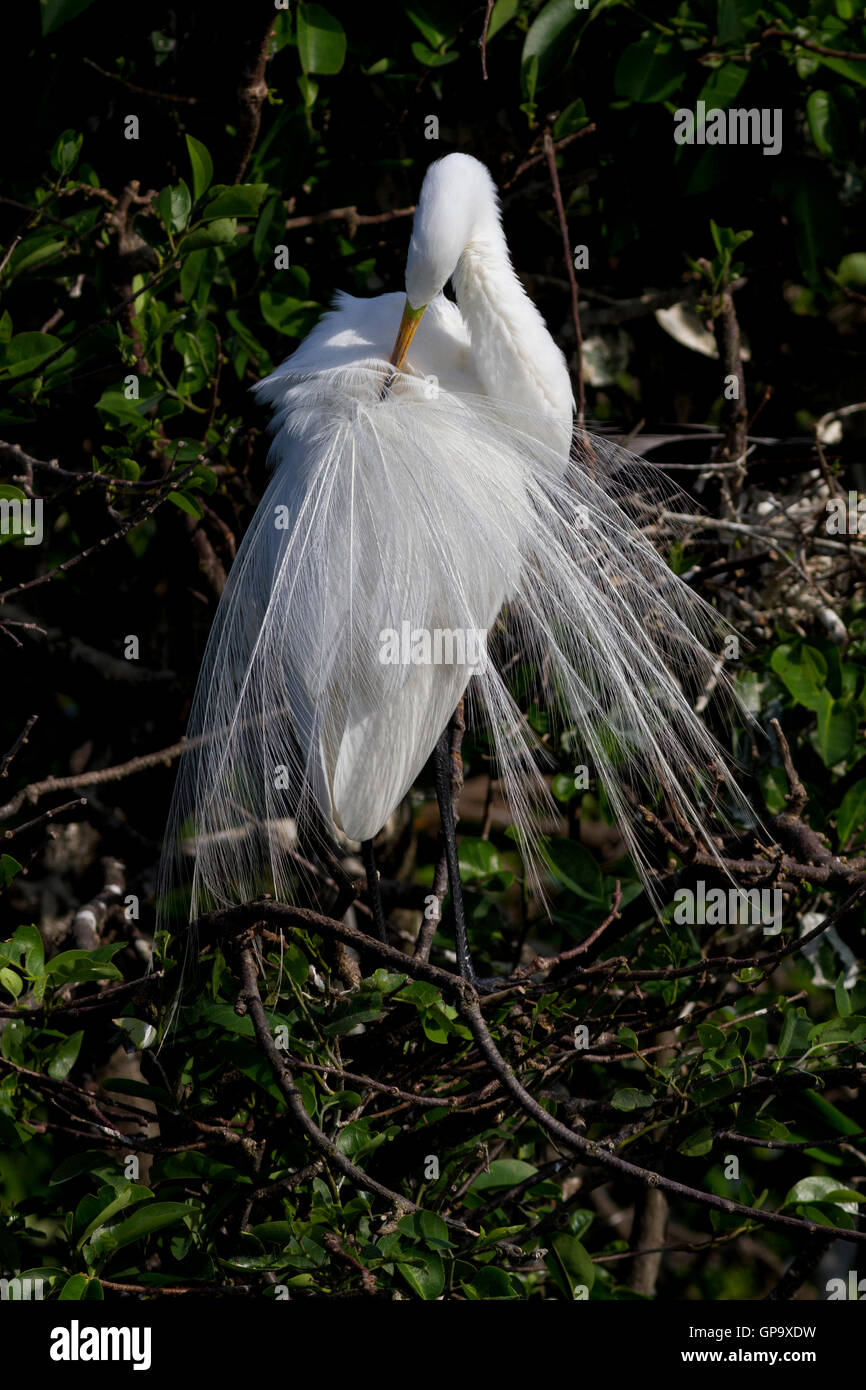 Airone bianco preens suo incantevole egrette o ornamentali pennacchi posteriore presente solo durante la stagione della riproduzione. Foto Stock