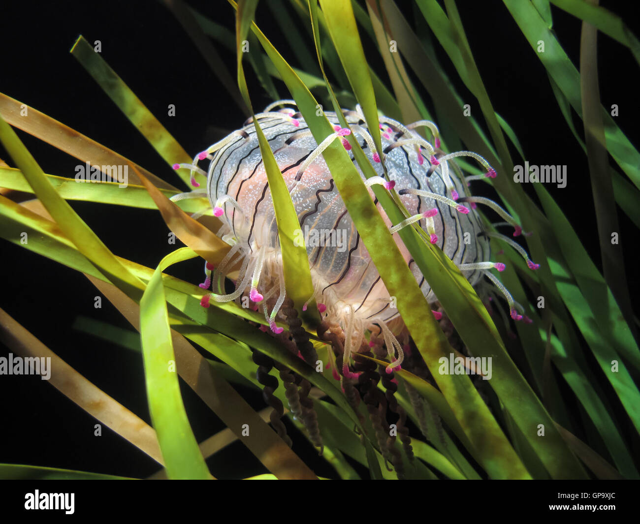 Un fiore Hat meduse o Olindias formosa da al largo delle coste del Giappone Foto Stock