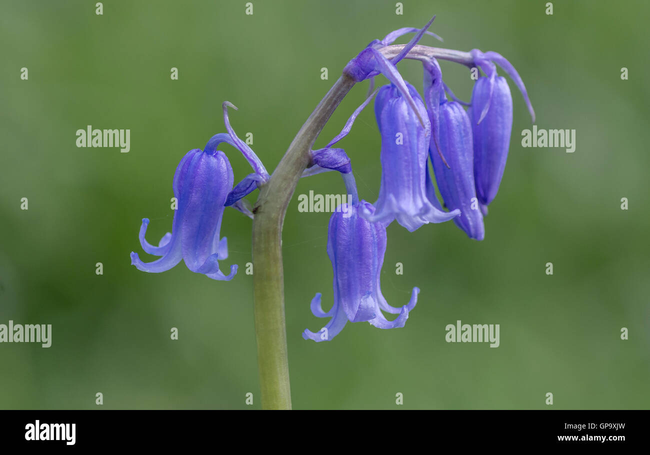 Teste Bluebell Hyacinthoides non scripta contro lo sfondo di colore verde Foto Stock