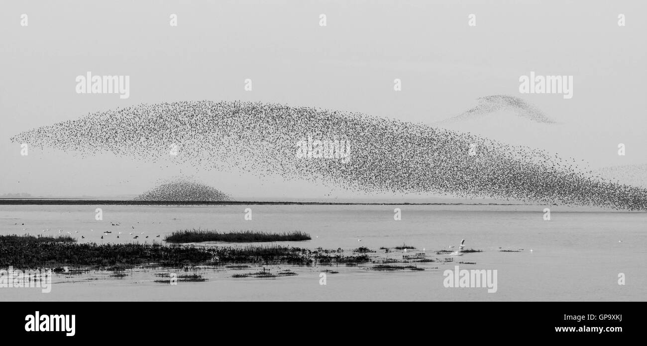 Branchi di nodo, RSPB Snettisham Riserva Naturale, Norfolk, Inghilterra, Regno Unito Foto Stock