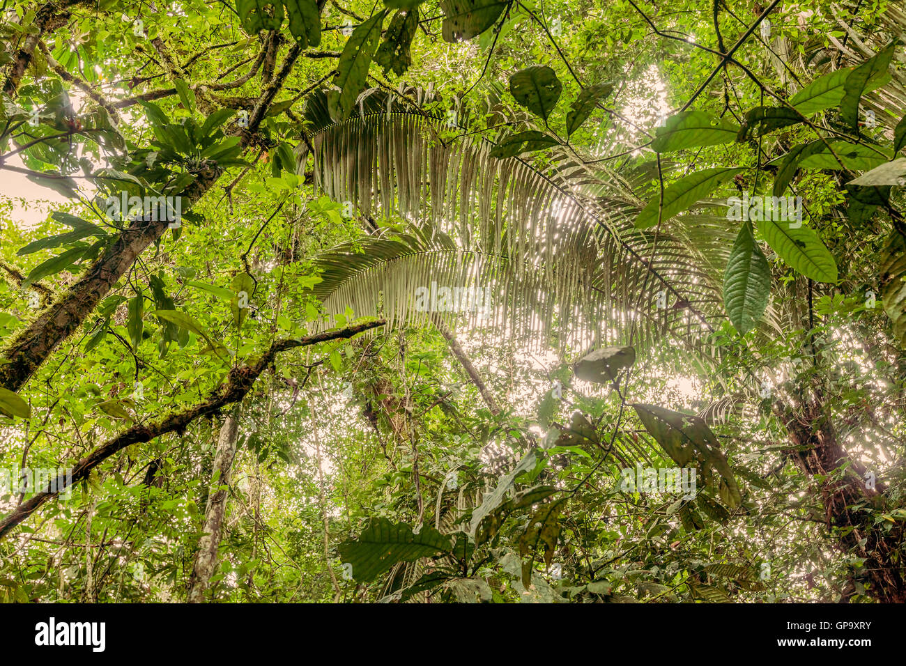 Nel profondo l'ecuadoriano fitta giungla, Amazzonia, Parco Nazionale Cuyabeno, Sud America Foto Stock