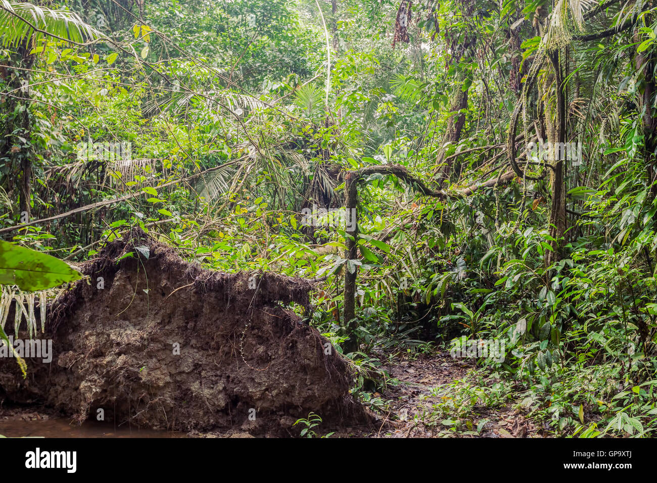Deep in umido ambiente tropicale dell' Amazzonia giungla, Parco Nazionale di Cuyabeno, Sud America Foto Stock