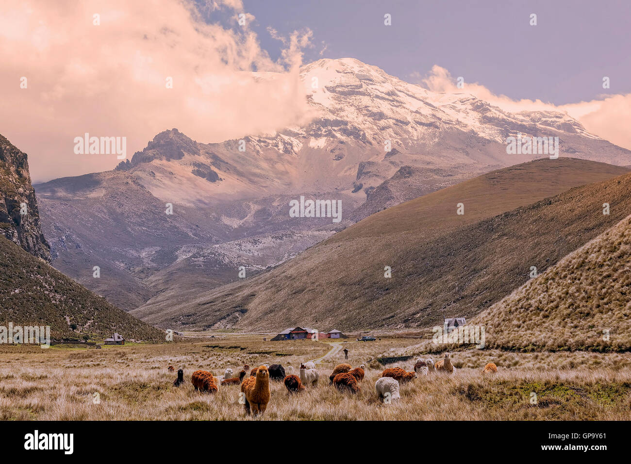 Allevamento di Llama pascolo a Vulcano Chimborazo ad alta altitudine, Ecuador Foto Stock