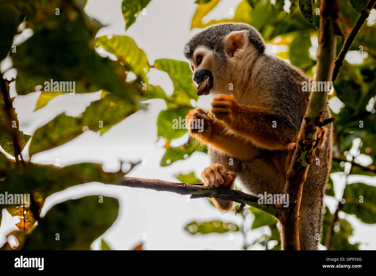 In primo piano di una comune Scimmia di scoiattolo, Parco Nazionale Yasuni, Ecuador, Sud America Foto Stock