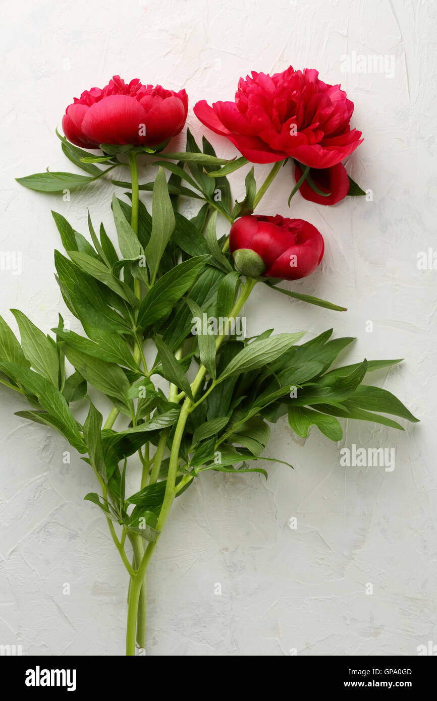 Peonie rosso su bianco, fiori sopra Foto Stock