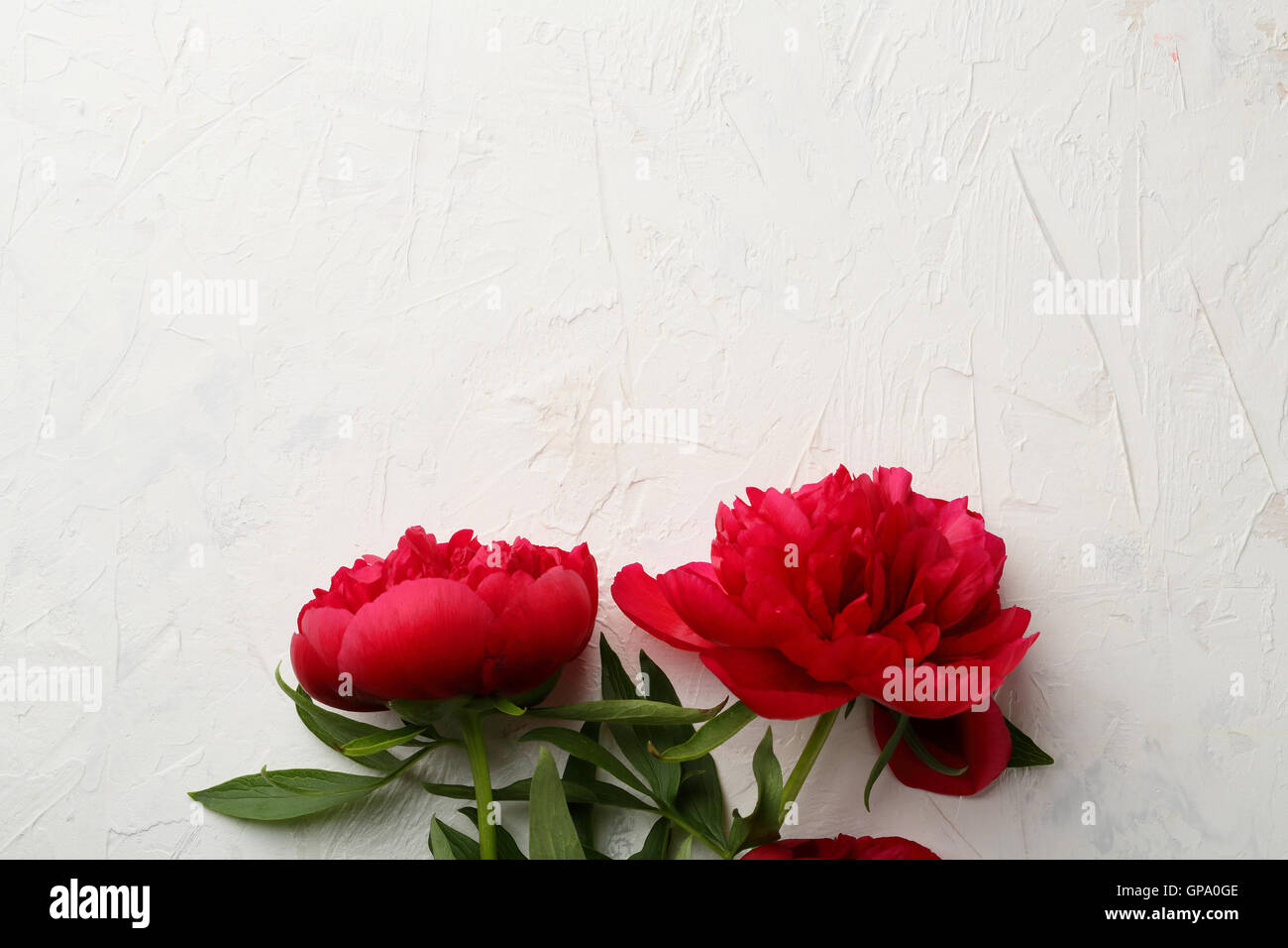 Peonie rosso sfondo bianco, fiori sopra Foto Stock