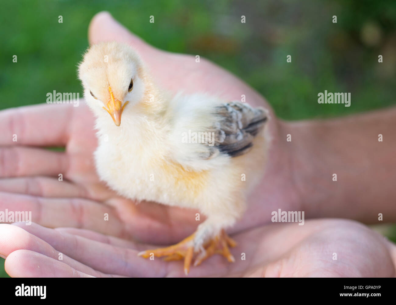 Baby Chicken nelle mani delle persone. Supporto per la nuova vita Foto Stock