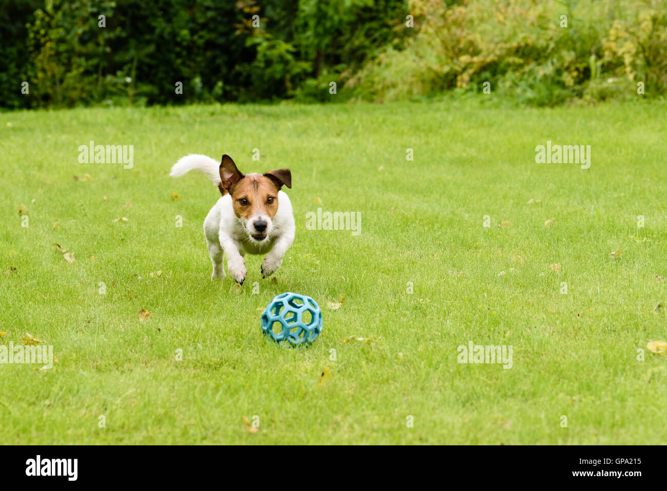 Cane attivo il salto sulla sfera di gioco sul prato estivo Foto Stock