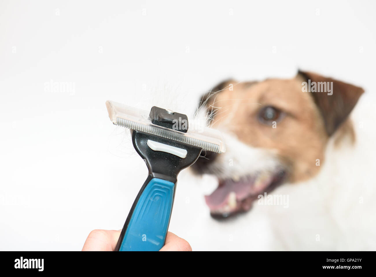 Spazzola per la toelettatura cani con pelo isolato su bianco e cane a sfondo Foto Stock