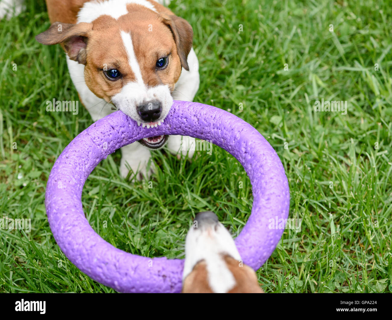 Arrabbiato cane giocattolo di tiro giocando Tug-of-war game Foto Stock