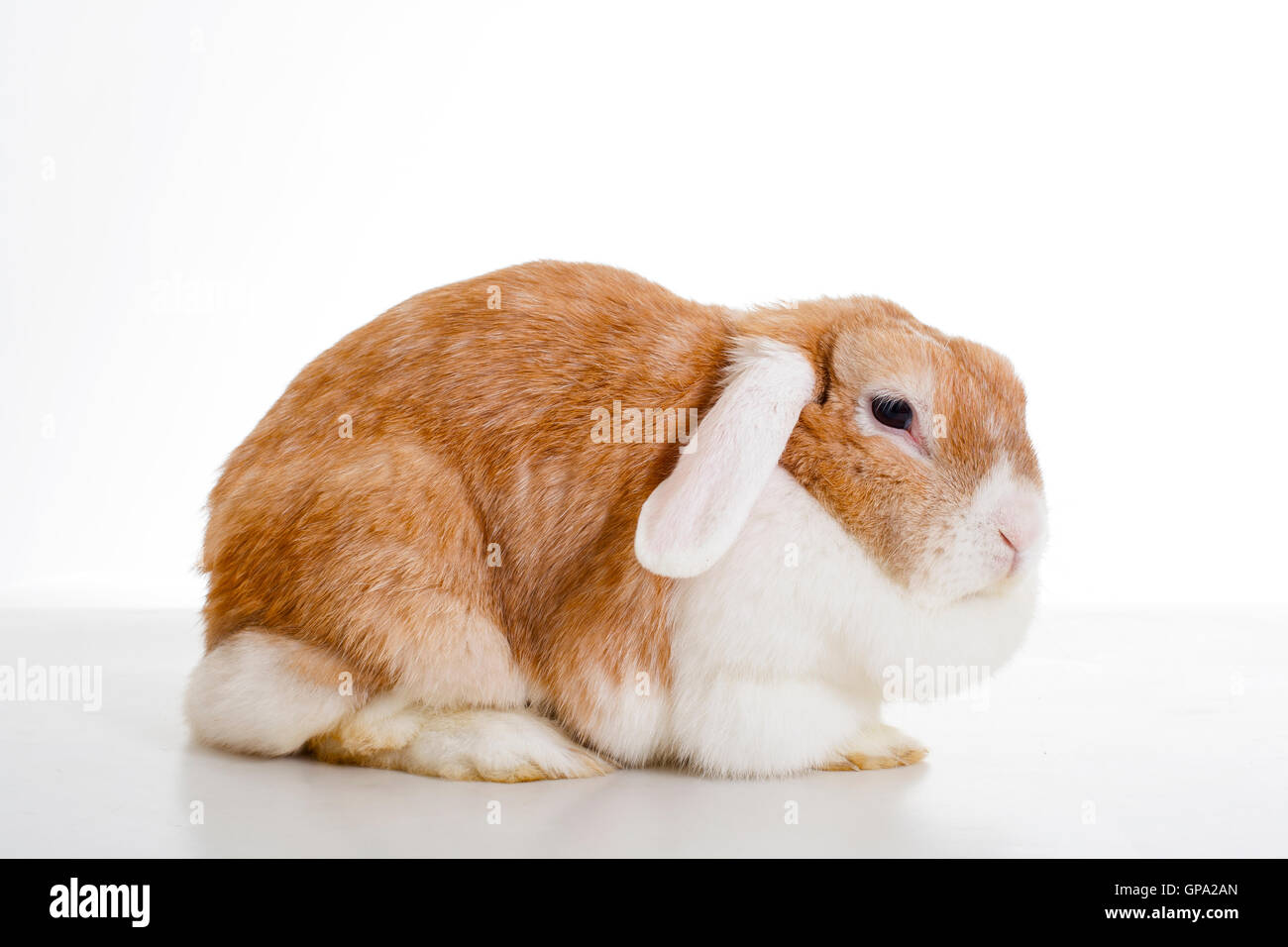 Funny bunny real live lop widder nhd coniglio nano studio in uno studio fotografico. Carino coniglio mom, Foto Stock