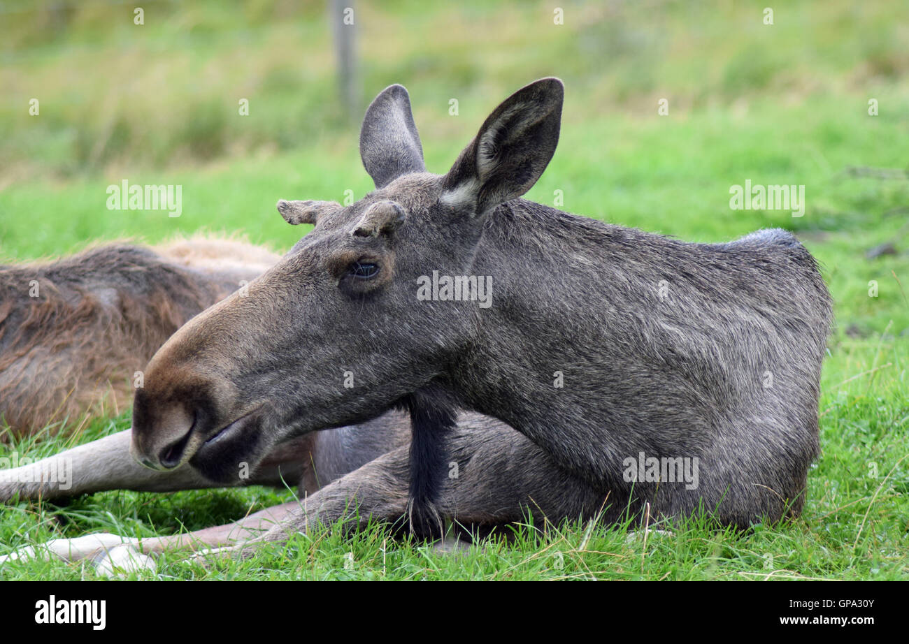 Unione Elk - Highland Wildlife Park Foto Stock