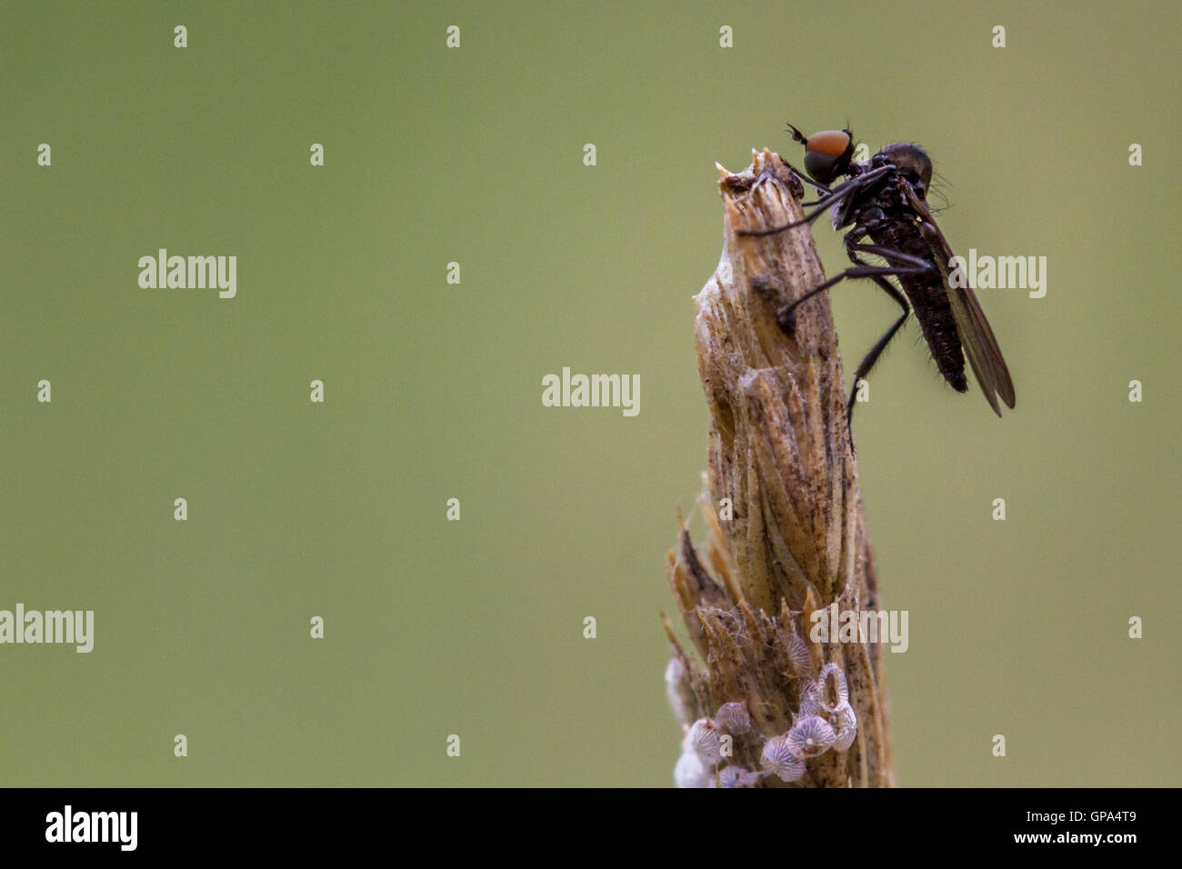 Robber fly (con la sua notoriamente aggressivo abitudini predatorie) mangiare acaro rosso neonati su una levetta di erba, nello Yorkshire, Regno Unito Foto Stock