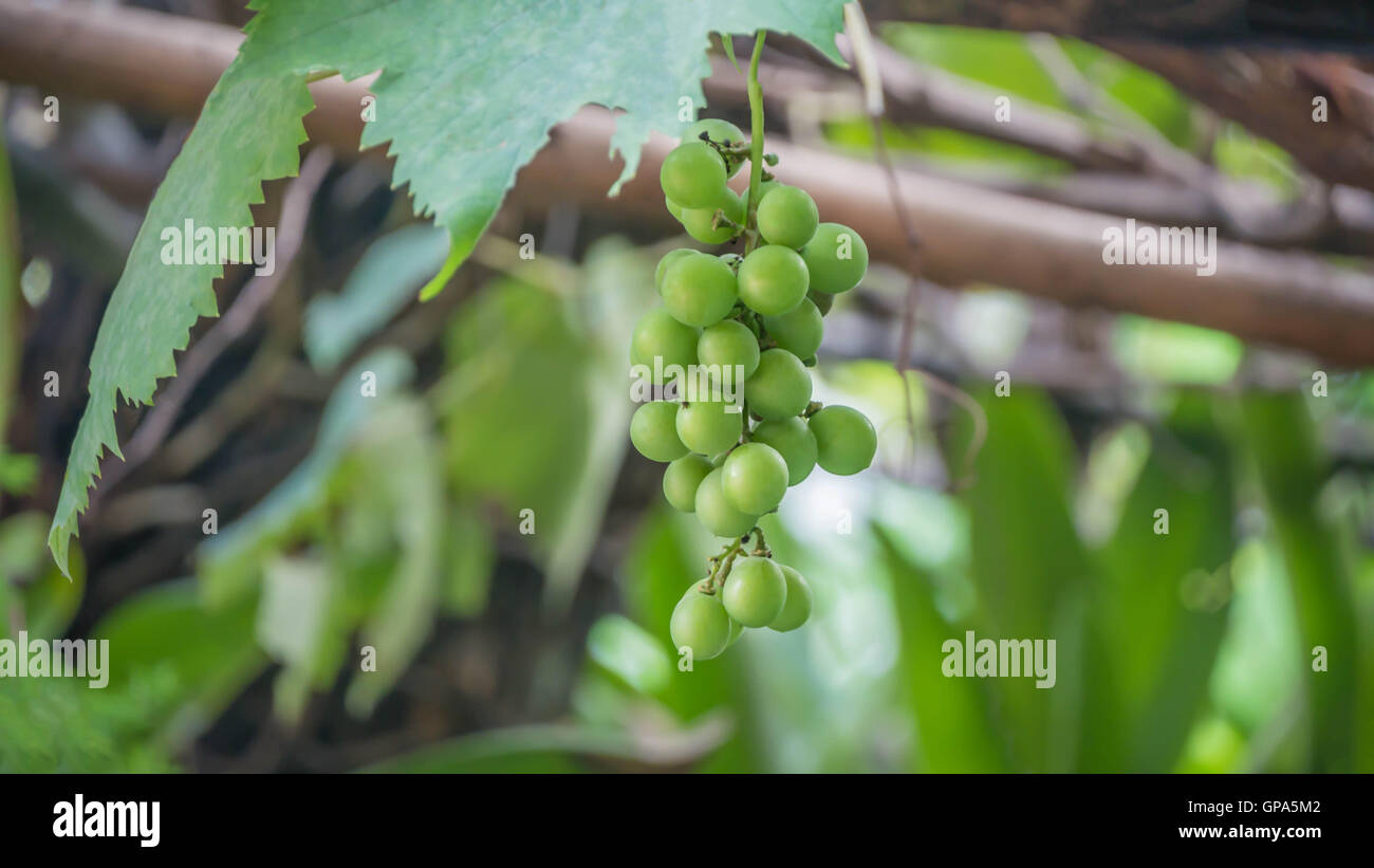 L'uva con foglie verdi sulla vite di frutta fresca Foto Stock