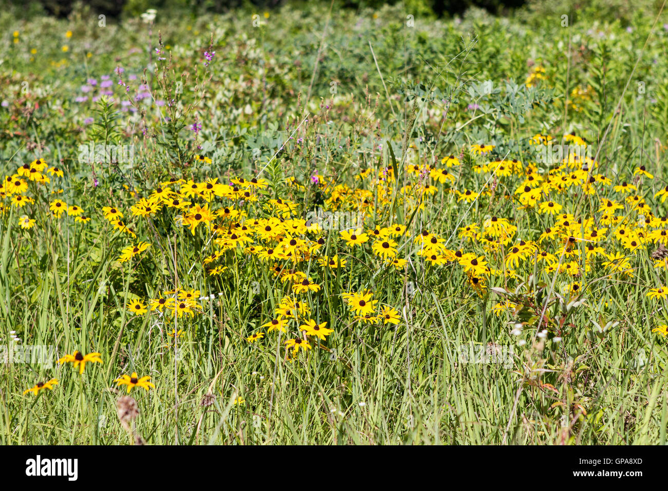 Fiori Selvatici in prato con black eyed susans, cardo, e nativo di erba della prateria Foto Stock