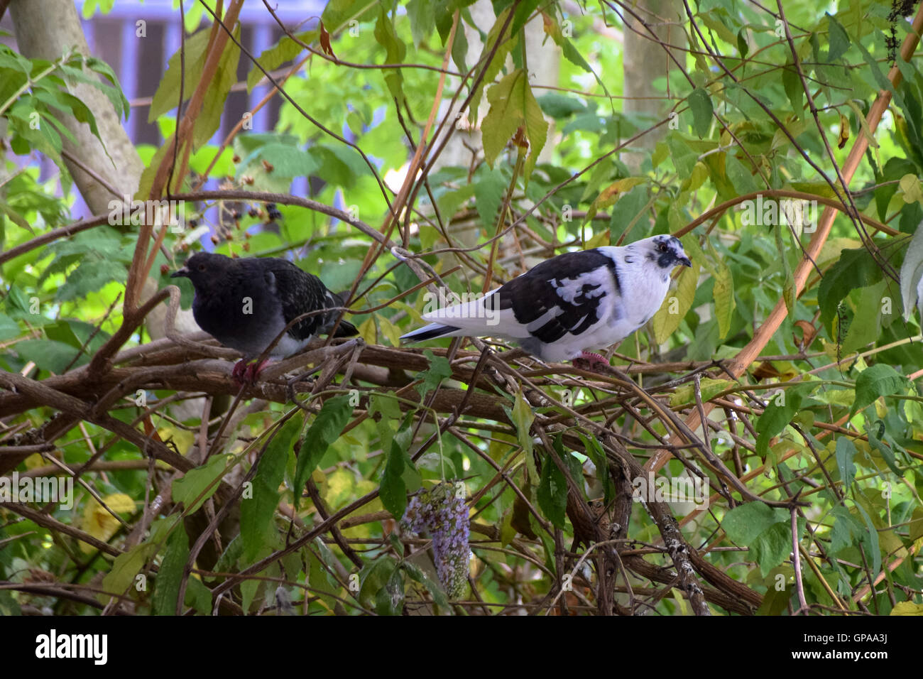 Il bianco e il nero piccione appollaiato su un ramo Foto Stock