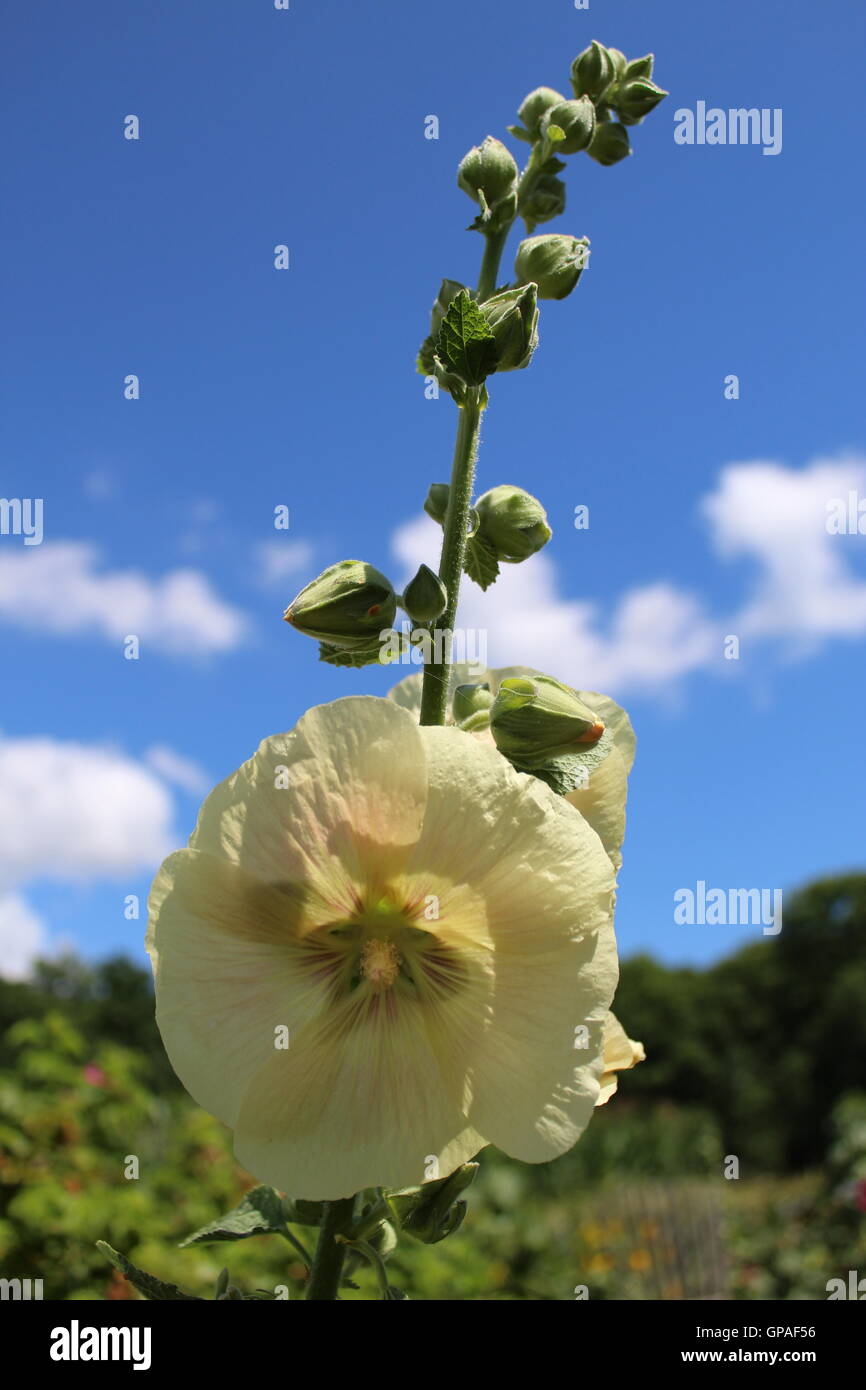 Giallo chiaro fiori hollyhock Foto Stock
