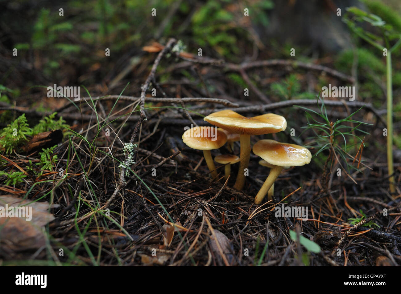 Toadstool velenosi su moss nella foresta vicino fino Foto Stock