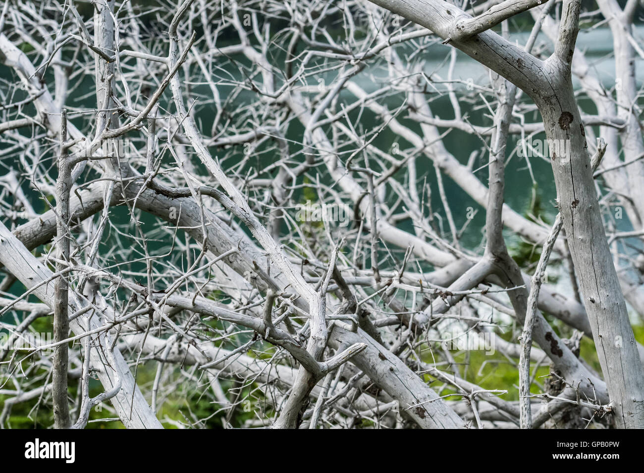 Groviglio di grigio albero morto di fronte lago aqua Foto Stock