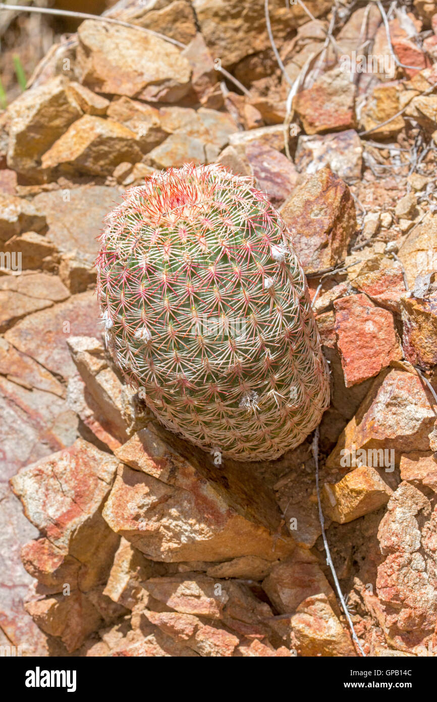 Arizona Rainbow Cactus Echinocereus rigidissimus Santa Rita montagne, Arizona, Stati Uniti 28 agosto impianto Cact Foto Stock