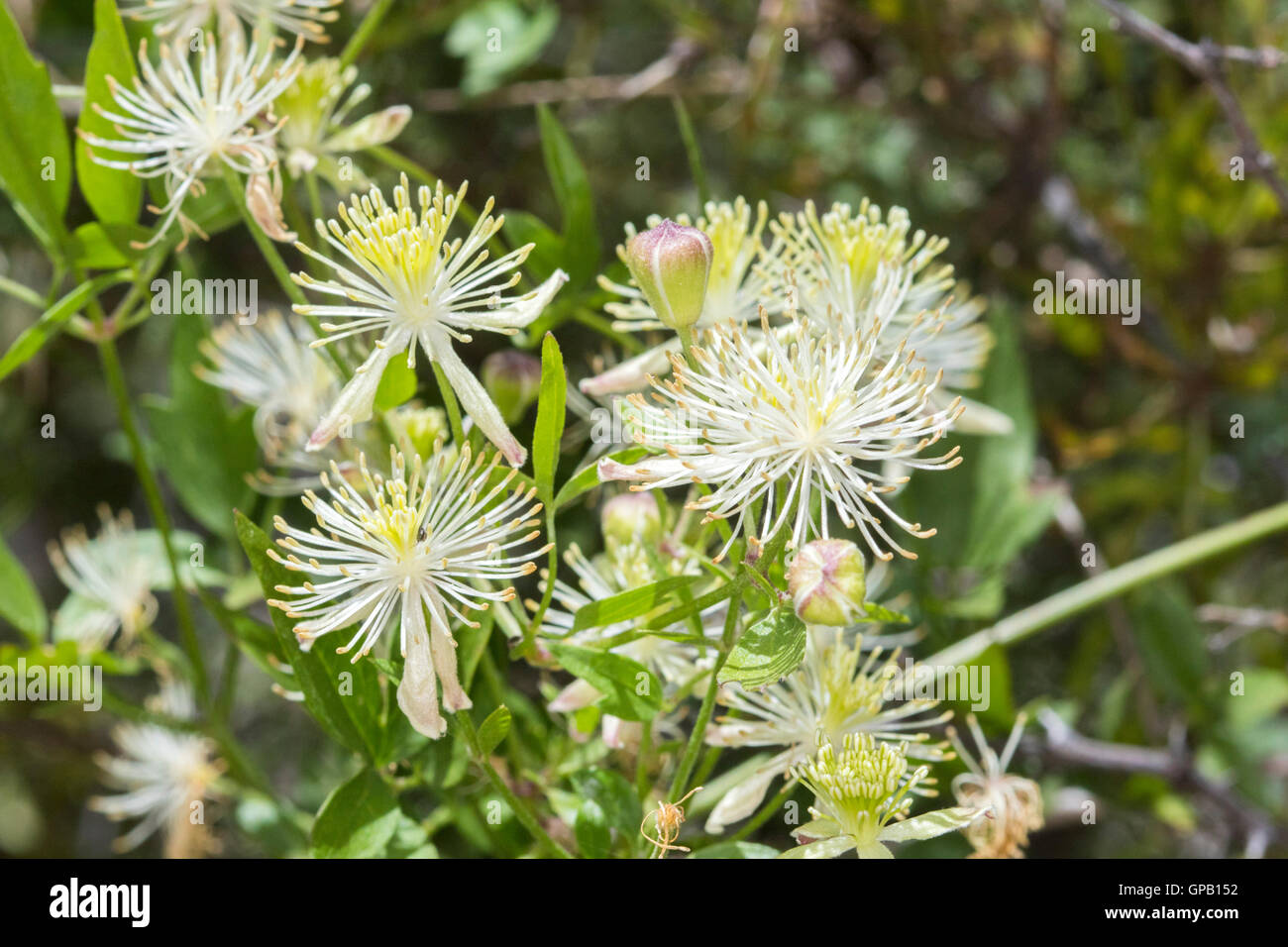 Drummond's Clematis Clematis drummondii Santa Rita montagne, Arizona, Stati Uniti 28 Agosto Ranunculaceae fiore Foto Stock