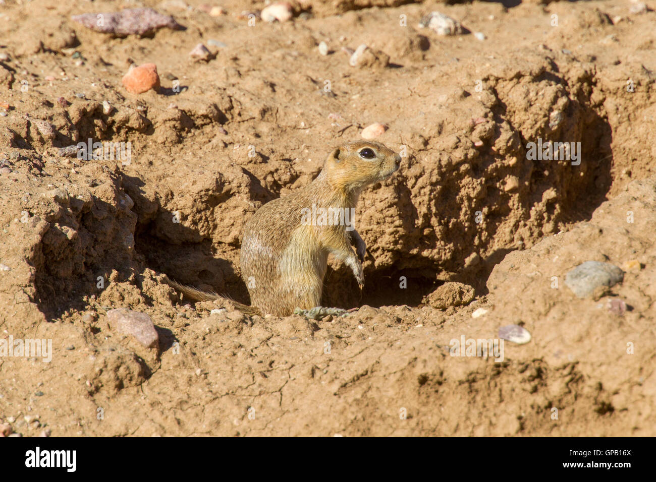 Massa Piute Urocitellus scoiattolo mollis 30 miglia a sud di castoro, Utah, Stati Uniti 5 luglio 2016 adulto presso burrow ingresso Foto Stock