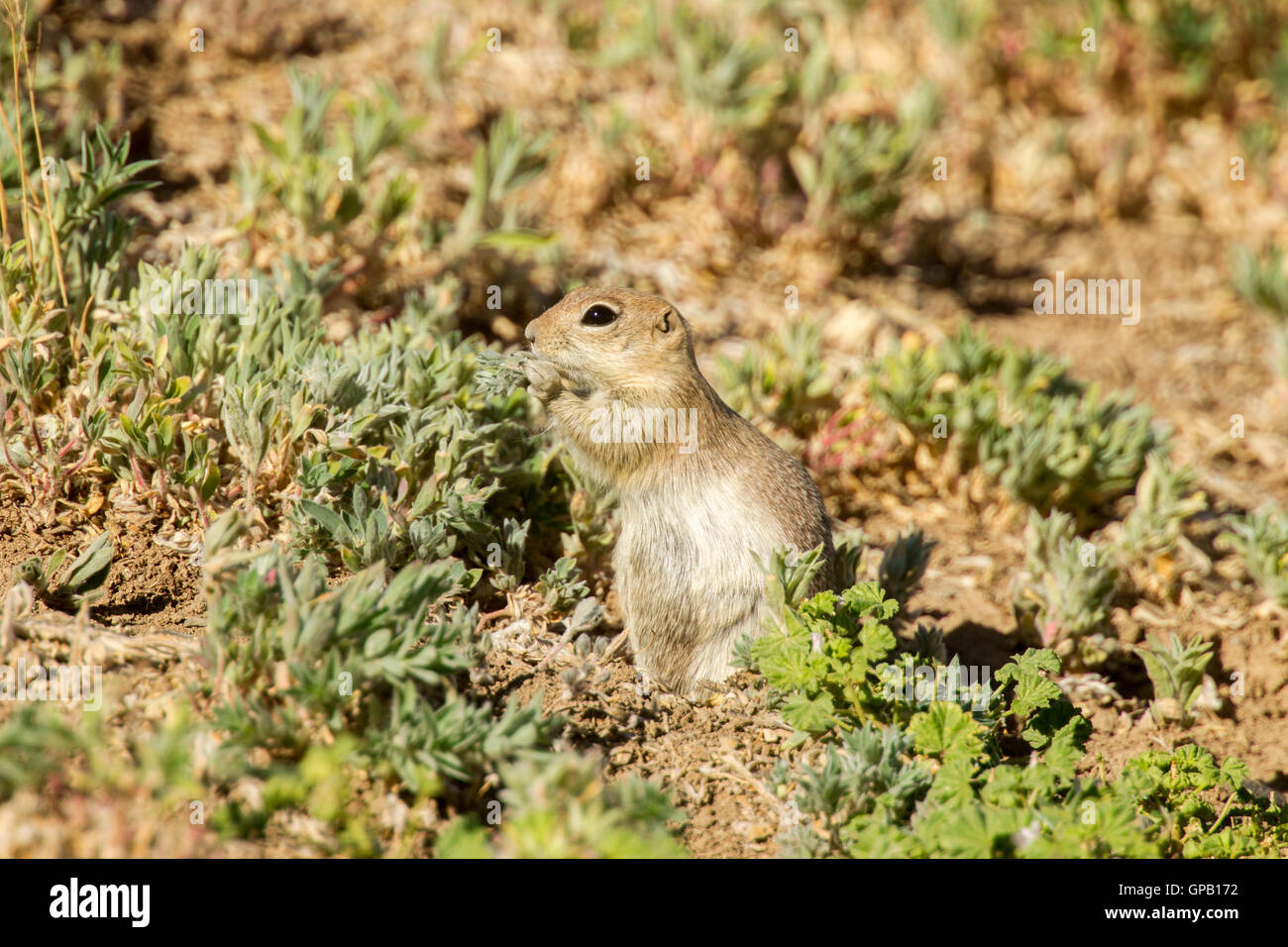 Massa Piute Urocitellus scoiattolo mollis 30 miglia a sud di castoro, Utah, Stati Uniti 5 luglio 2016 adulto mangiare. Roden Foto Stock