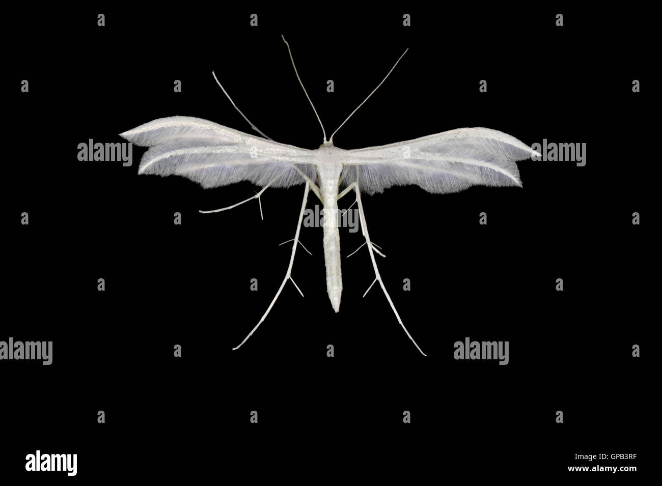 45.030 (1513) pennacchio bianco Moth - Pterophorus pentadactyla Foto Stock