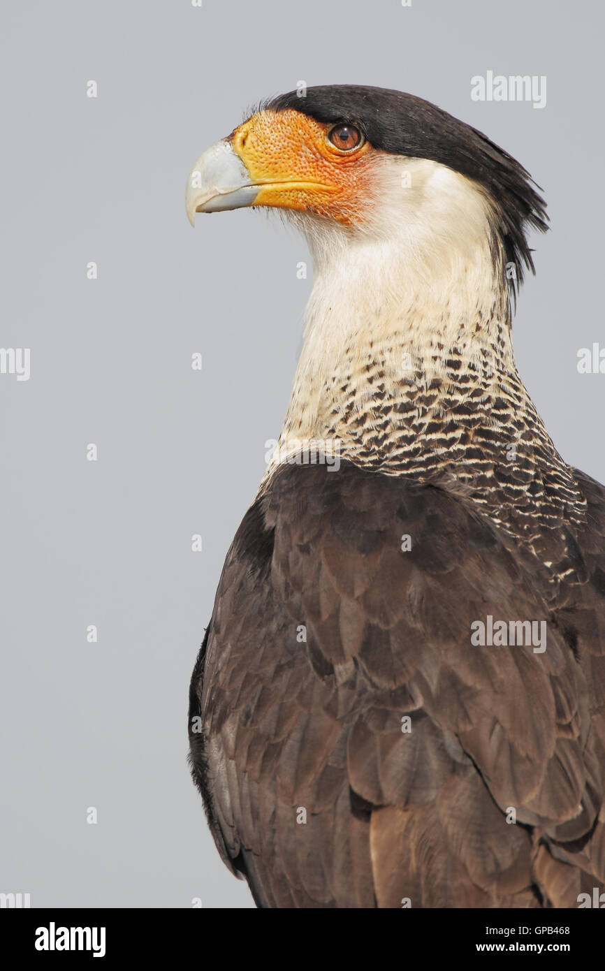 Northern crested caracara (Caracara cheriway) seduto sul campo post ritratto, Kissimmee, Florida, Stati Uniti d'America Foto Stock