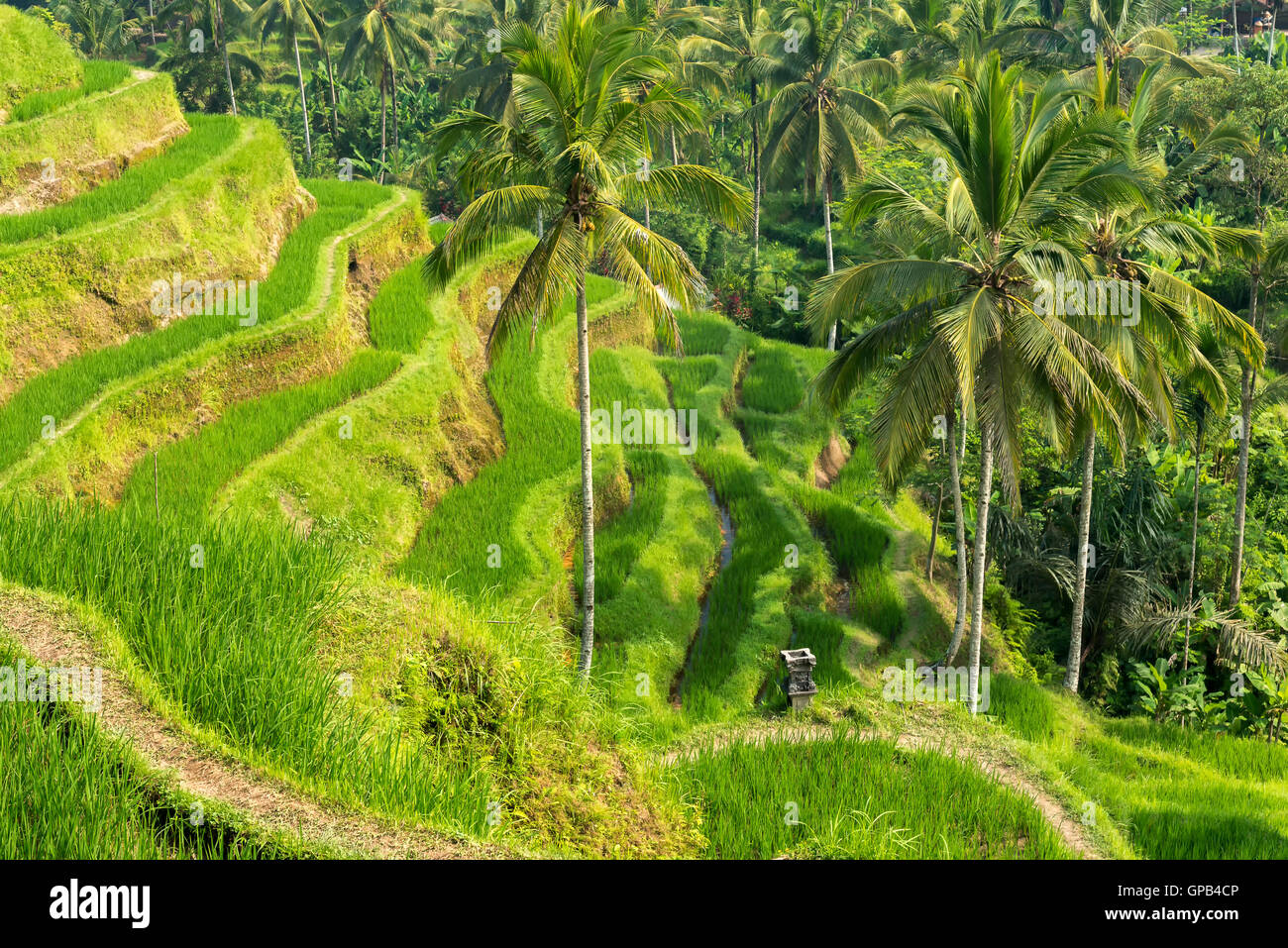 Famosa attrazione di Ubud - Tegallalang terrazze di riso a Bali, in Indonesia Foto Stock