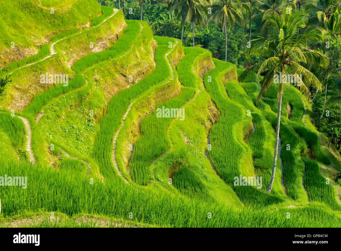 Famosa attrazione di Ubud - Tegallalang terrazze di riso a Bali, in Indonesia Foto Stock