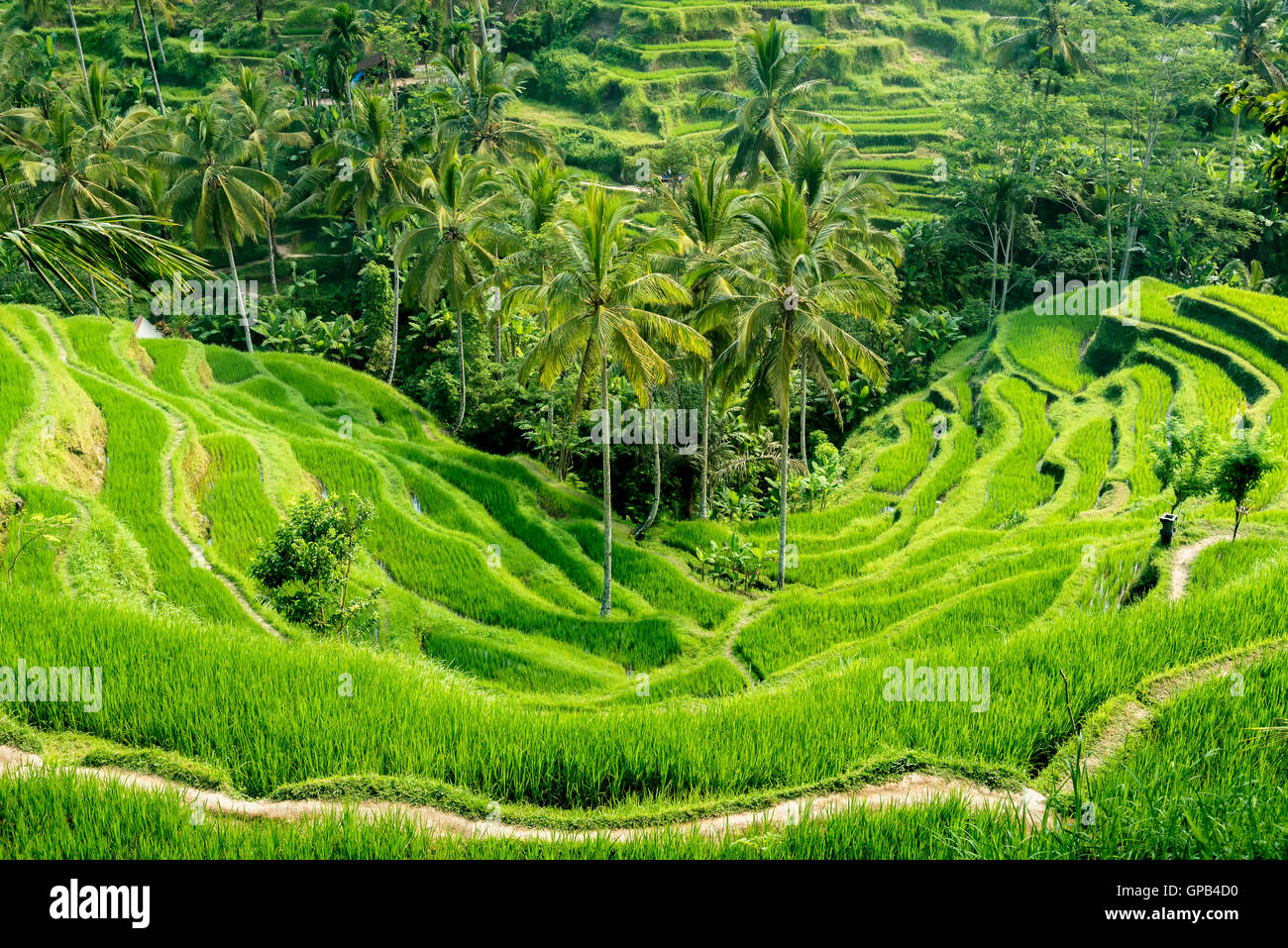 Famosa attrazione di Ubud - Tegallalang terrazze di riso a Bali, in Indonesia Foto Stock
