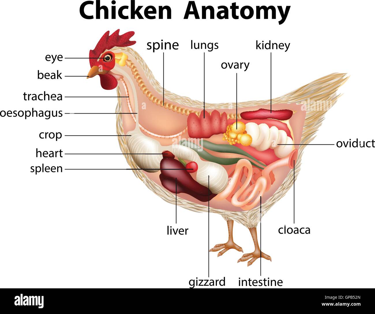 Posicion Pollo Diagramma che mostra anatomia di illustrazione di pollo Immagine e ...