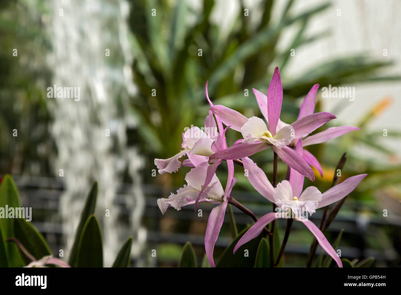 Fort Wayne, Indiana - orchidee nei pressi di una cascata nel giardino tropicale al Foellinger-Freimann Conservatorio Botanico. Foto Stock