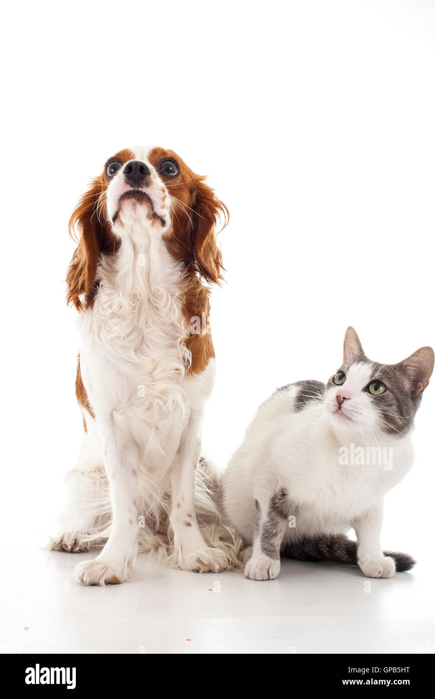 Cavalier King Charles con gatto vs cane i nemici o gli amici bianco,foto,studio,forma,isolato,3D,banner,stock,foto,logo,forma, Foto Stock