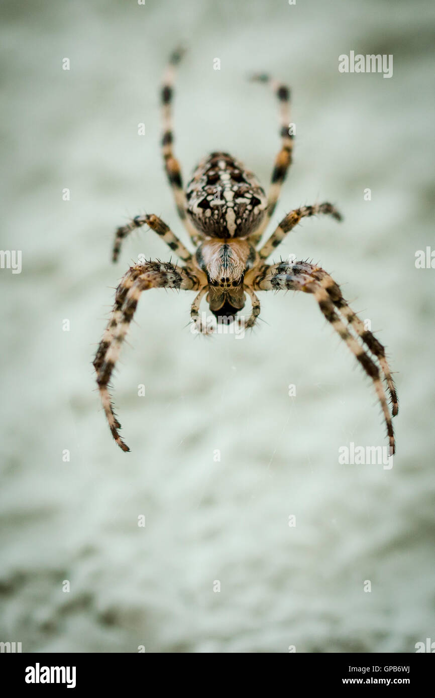 Il ragno croce appesa sul suo web Foto Stock