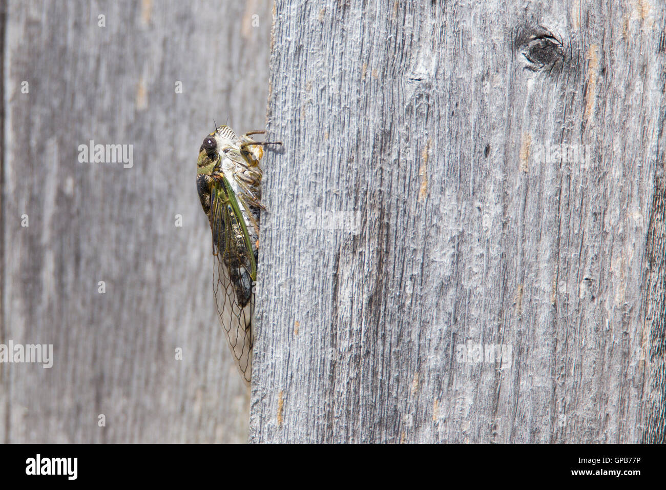 Tibicen canicularis, noto anche come dogday harvestfly o dog-giorno Cicala Foto Stock